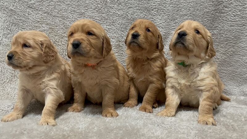Golden Retriever puppies for sale in Glasgow, City of Glasgow – KC registered, 4 weeks old