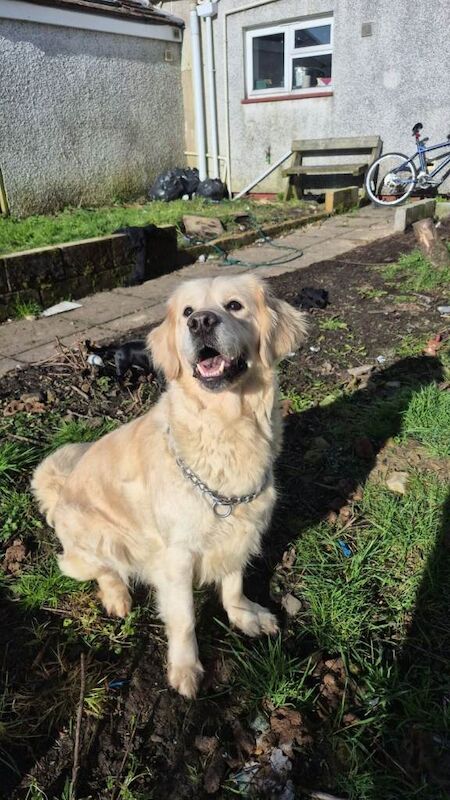 Golden Retriever Puppies For Sale