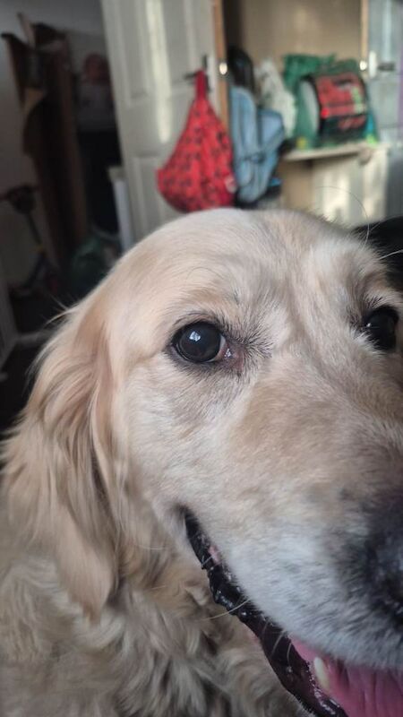 KC golden for rehoming - Image 2 of 4