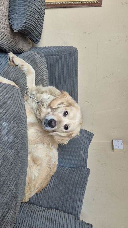 KC golden for rehoming - Image 3 of 4
