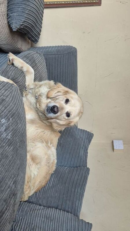 KC golden for rehoming - Image 4 of 4