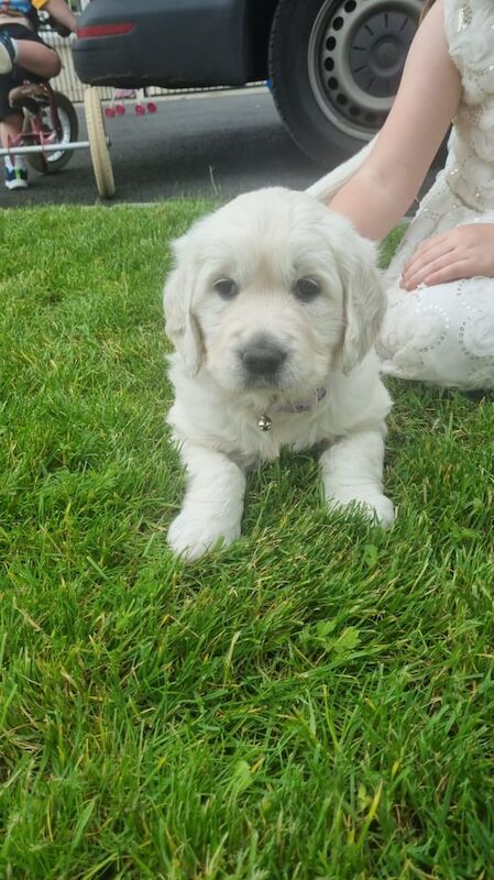Golden Retriever puppies for sale in Ballinamallard, County Fermanagh – KC registered, 6 weeks old