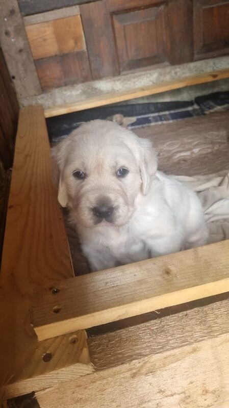 Golden Retriever puppies for sale in Ballinamallard, County Fermanagh – KC registered, 6 weeks old - Image 2 of 3