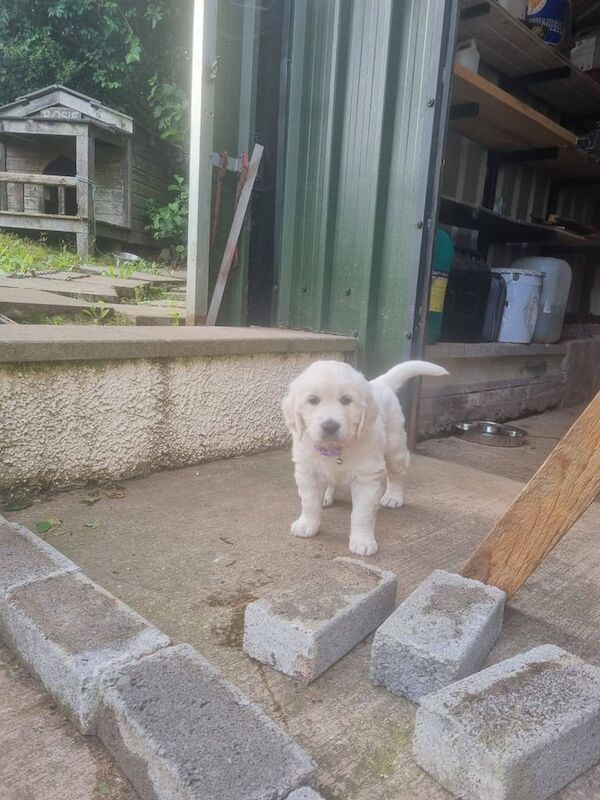 Golden Retriever puppies for sale in Ballinamallard, County Fermanagh – KC registered, 6 weeks old - Image 3 of 3