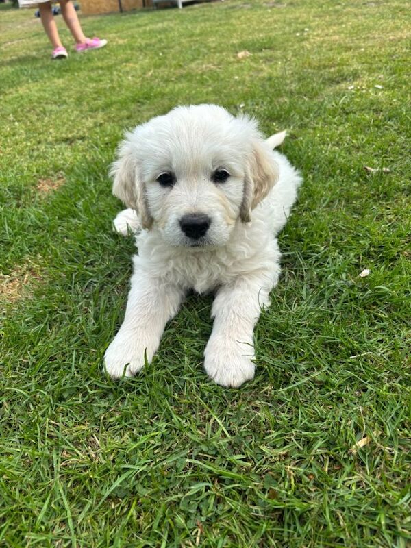 Golden Retriever Puppies For Sale