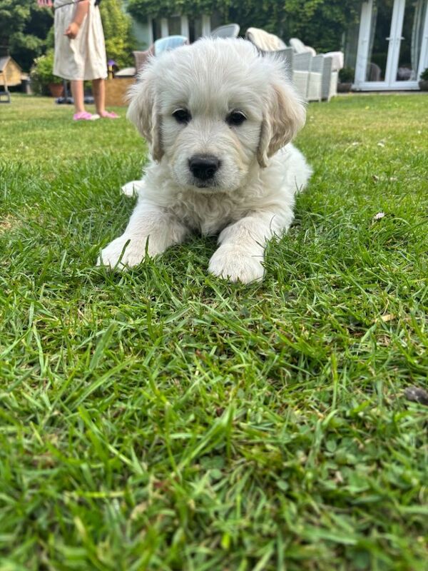 KC Golden Retriever Male Puppy Cream - Image 2 of 3