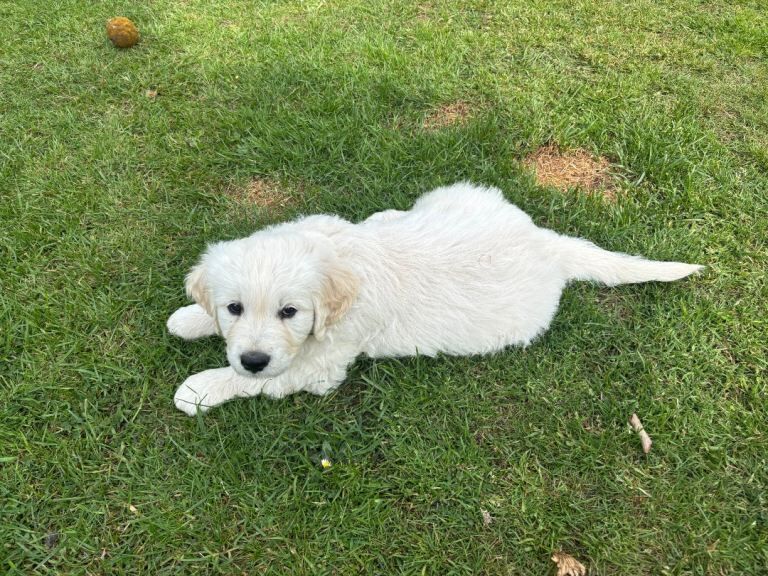 KC Golden Retriever Male Puppy Cream - Image 3 of 3