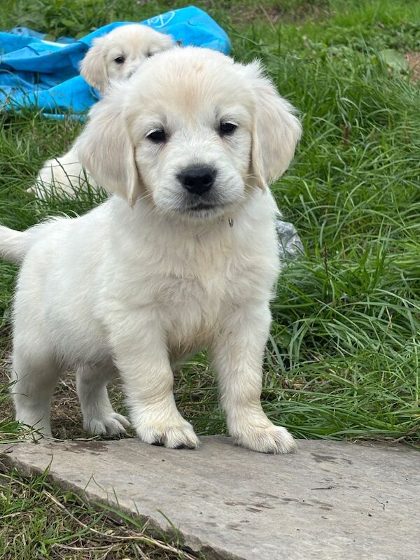 Kc golden retriever puppies