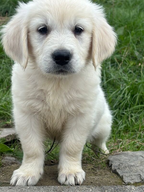 Kc golden retriever puppies - Image 2 of 7
