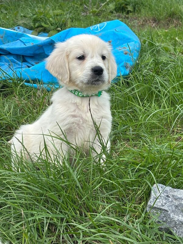 Kc golden retriever puppies - Image 3 of 7