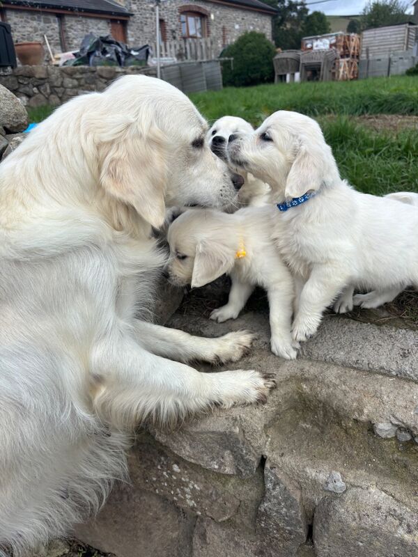 Kc golden retriever puppies - Image 4 of 7