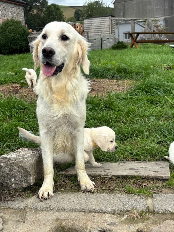 Kc golden retriever puppies - Image 5 of 7