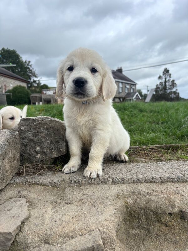 Kc golden retriever puppies - Image 6 of 7