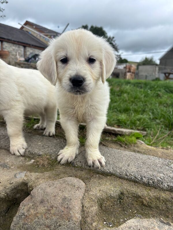 Kc golden retriever puppies - Image 7 of 7