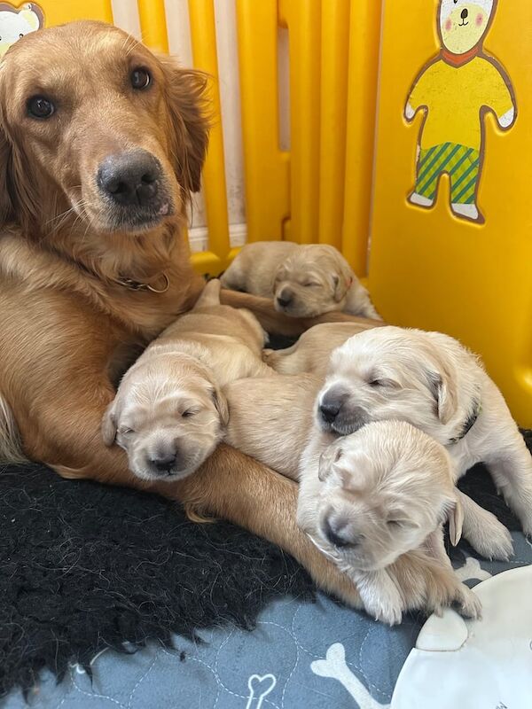 Golden Retriever puppies for sale in Arbroath, Angus – KC registered, 10 weeks old - Image 1 of 3