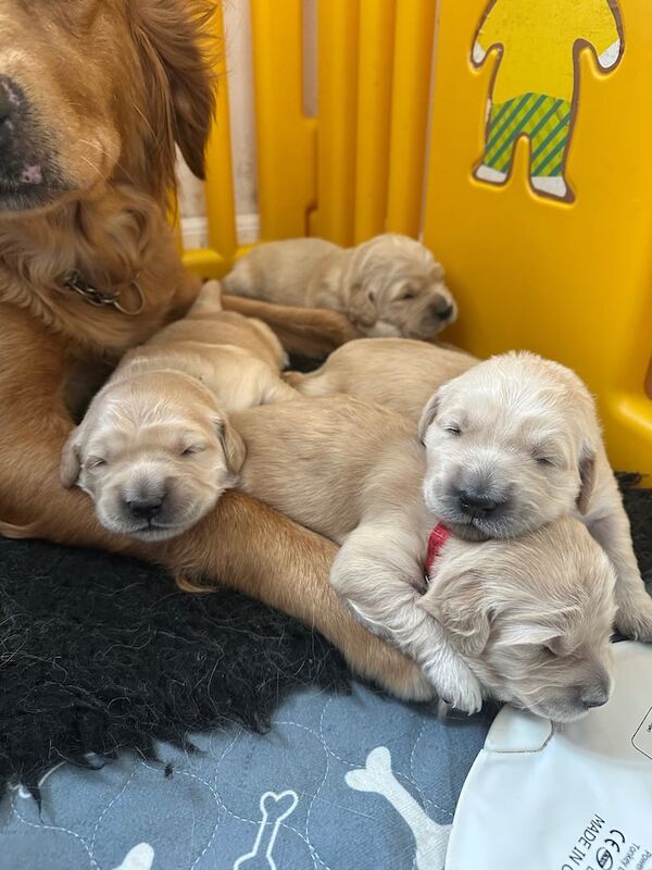 Golden Retriever puppies for sale in Arbroath, Angus – KC registered, 10 weeks old - Image 2 of 3