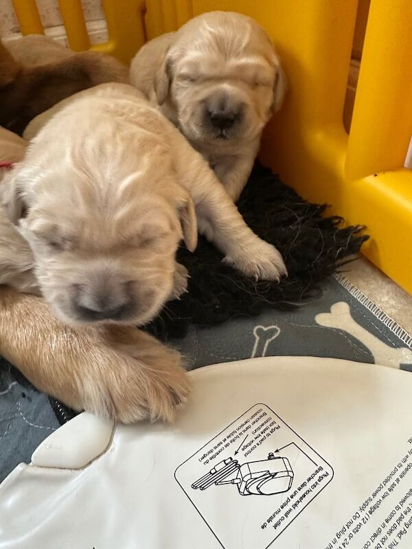Kc golden retriever puppies for sale in Arbroath, Angus - Image 3