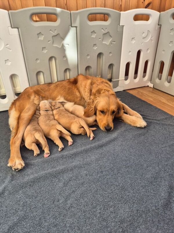 Golden Retriever puppies for sale in Montrose, Angus – KC registered, 2 weeks old