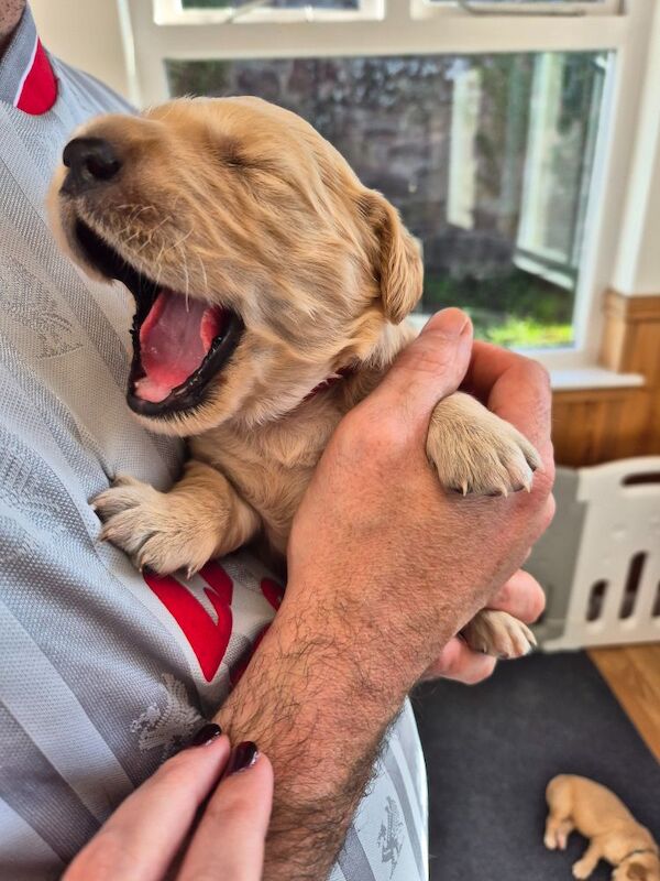 Golden Retriever puppies for sale in Montrose, Angus – KC registered, 12 weeks old - Image 3 of 9