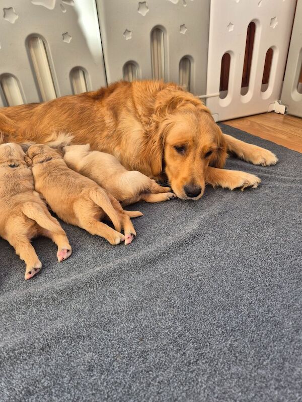 Golden Retriever puppies for sale in Montrose, Angus – KC registered, 12 weeks old - Image 4 of 9