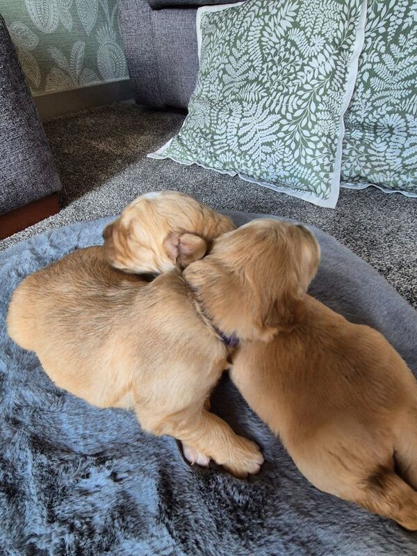 Golden Retriever puppies for sale in Montrose, Angus – KC registered, 12 weeks old - Image 5 of 9