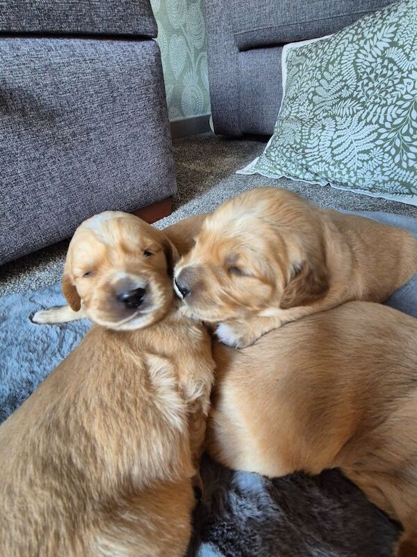 Golden Retriever puppies for sale in Montrose, Angus – KC registered, 12 weeks old - Image 6 of 9