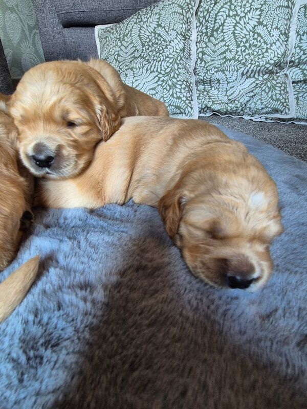 Golden Retriever puppies for sale in Montrose, Angus – KC registered, 12 weeks old - Image 8 of 9