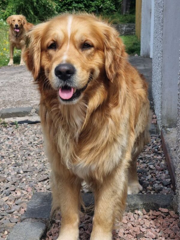 Golden Retriever puppies for sale in Montrose, Angus – KC registered, 12 weeks old - Image 9 of 9