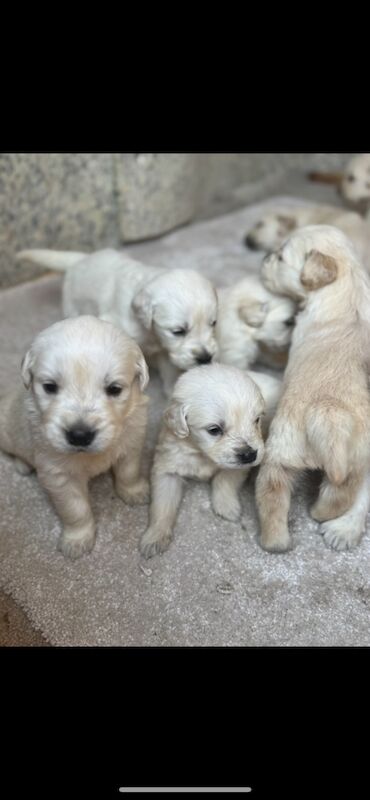 KC Golden retriever puppy's for sale in Walsall Wood, West Midlands
