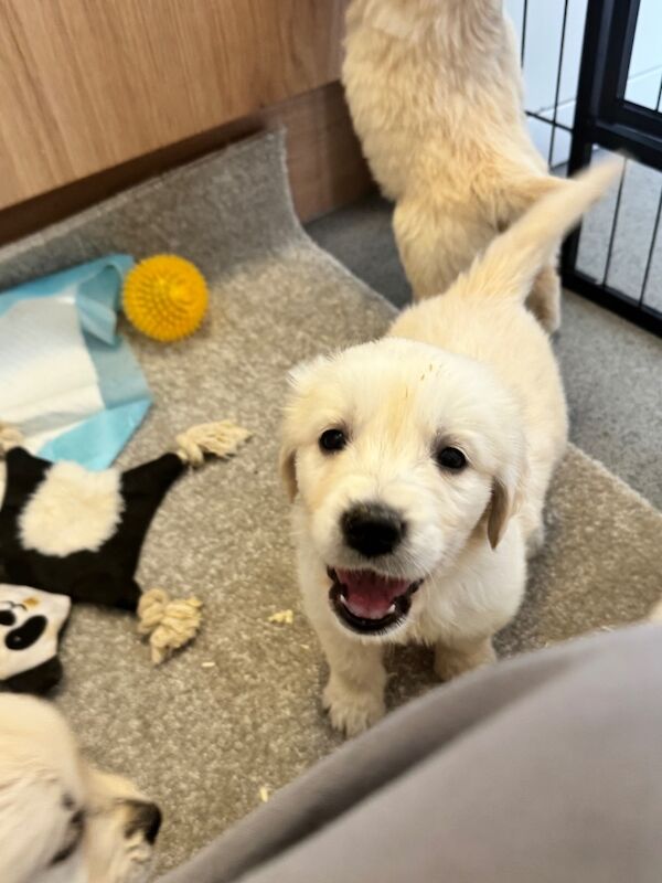 KC Golden retriever puppy's for sale in Walsall Wood, West Midlands | Image 3