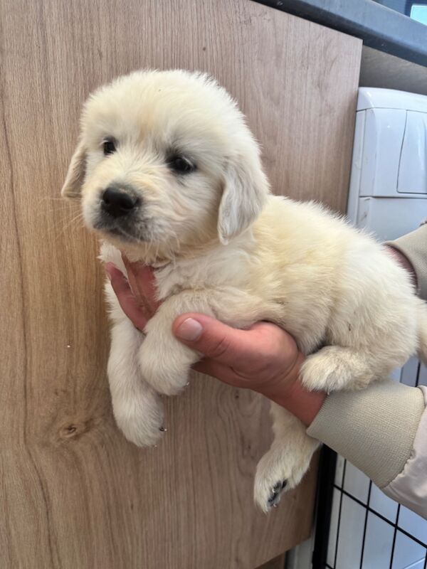 KC Golden retriever puppy's for sale in Walsall Wood, West Midlands | Image 4