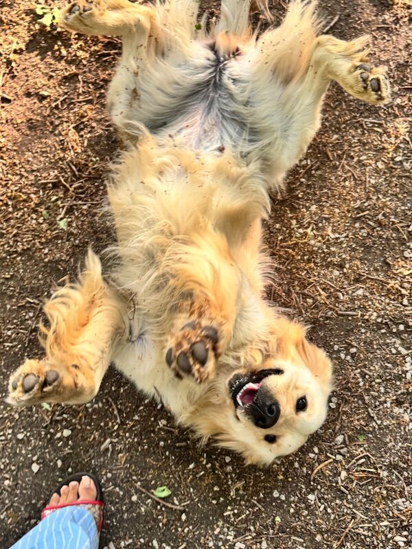 KC Golden retriever puppy's for sale in Walsall Wood, West Midlands - Image 8