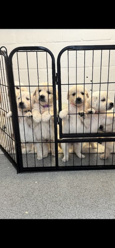 KC Golden retriever puppy's for sale in Walsall Wood, West Midlands - Image 9