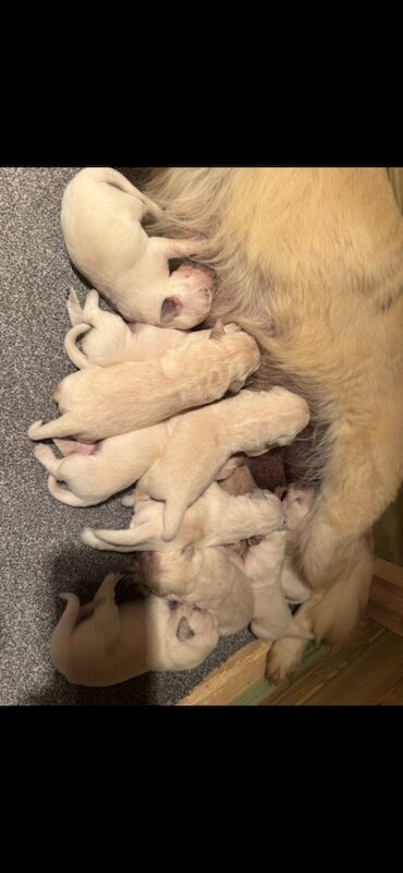 KC Golden retriever puppy's for sale in Walsall Wood, West Midlands - Image 10