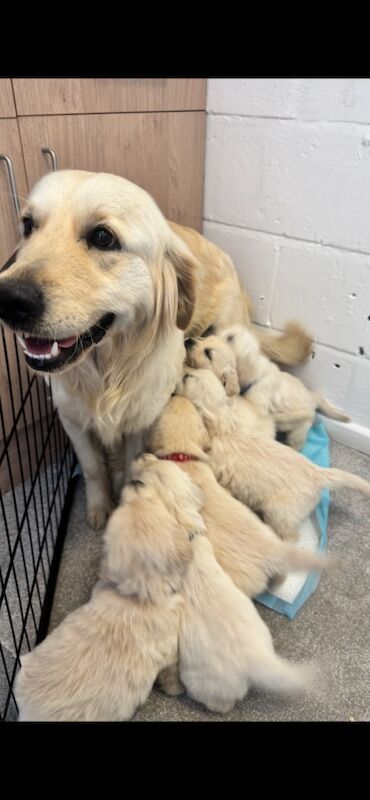 KC Golden retriever puppy's for sale in Walsall Wood, West Midlands - Image 11