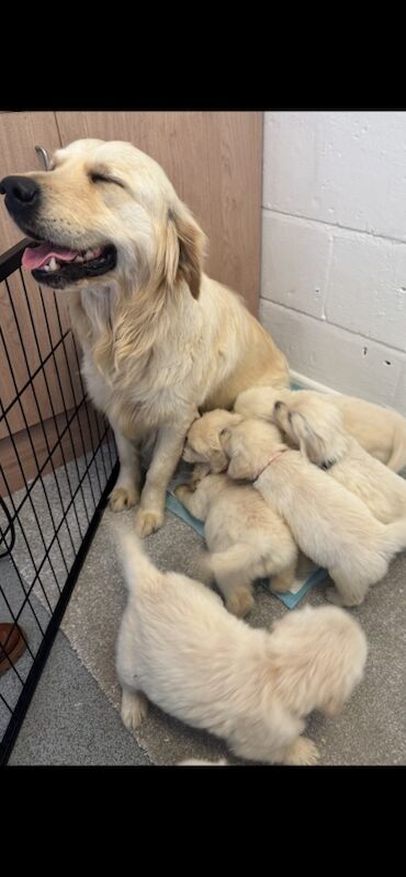 KC Golden retriever puppy's for sale in Walsall Wood, West Midlands - Image 12