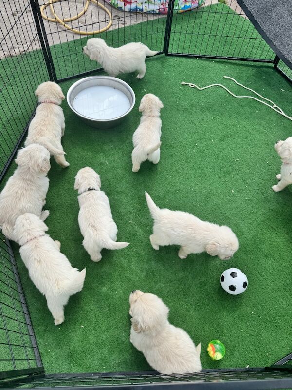 KC Golden retriever puppy's for sale in Walsall Wood, West Midlands - Image 14