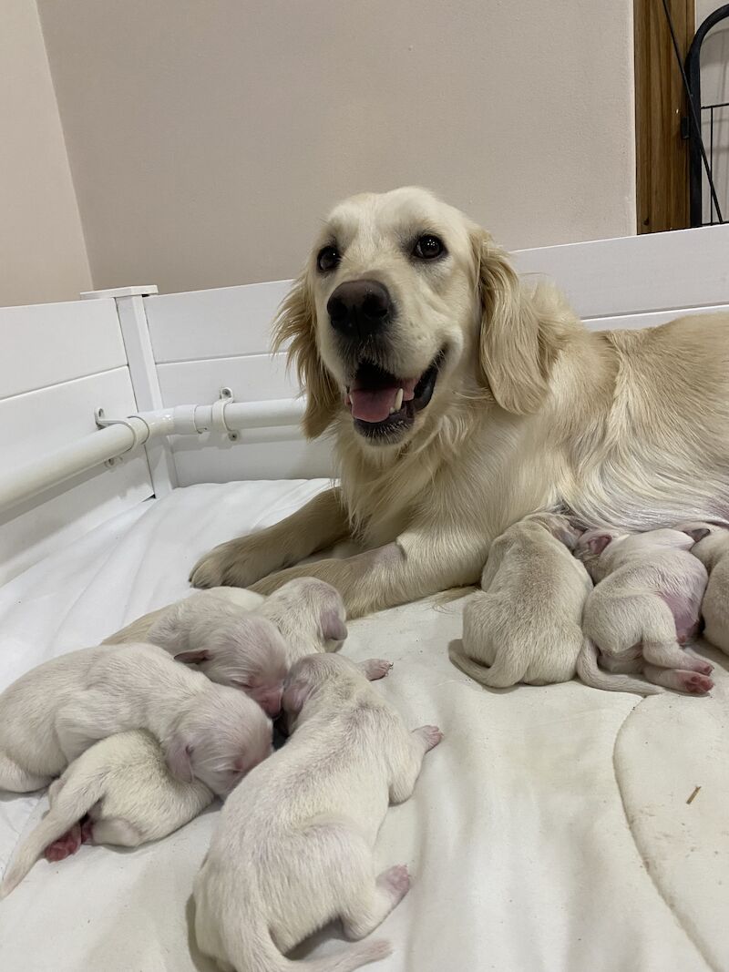KC Golden Retrievers Golden Retriever Puppies For Sale in Wareham, Dorset