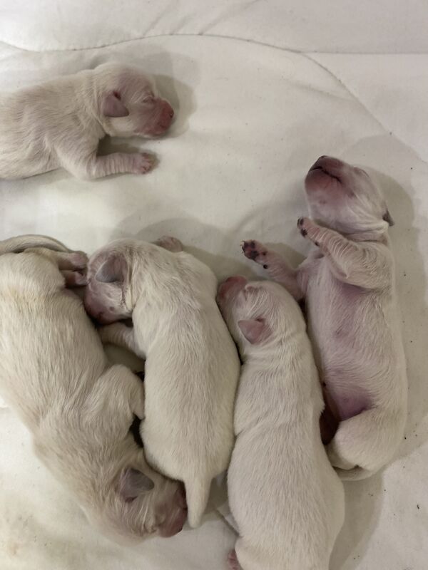 KC Golden Retrievers Golden Retriever Puppies For Sale in Wareham, Dorset