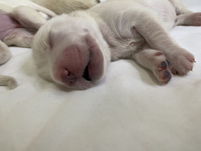 KC Golden Retrievers Golden Retriever Puppies For Sale in Wareham, Dorset