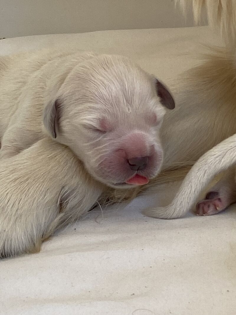 KC Golden Retrievers Golden Retriever Puppies For Sale in Wareham, Dorset