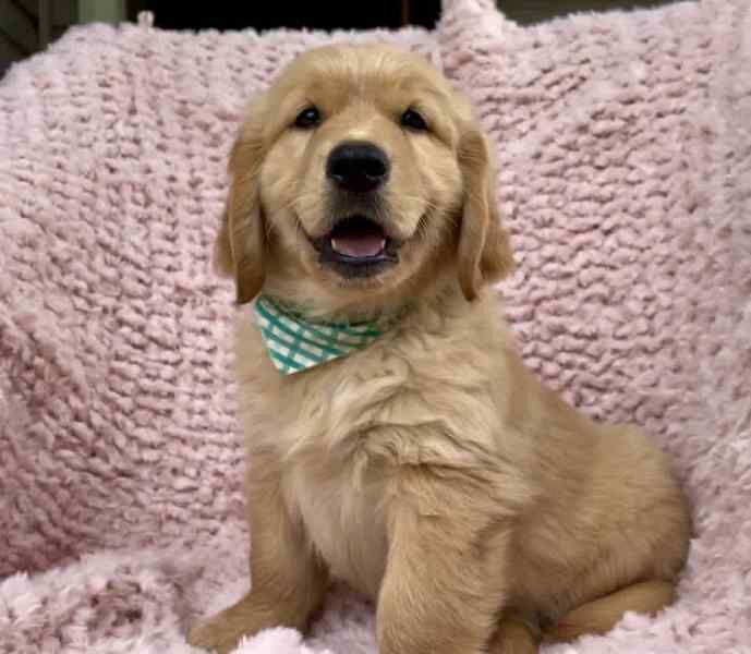 K.C Golden Retrievers. Boys and girls available for sale in Telford, Shropshire