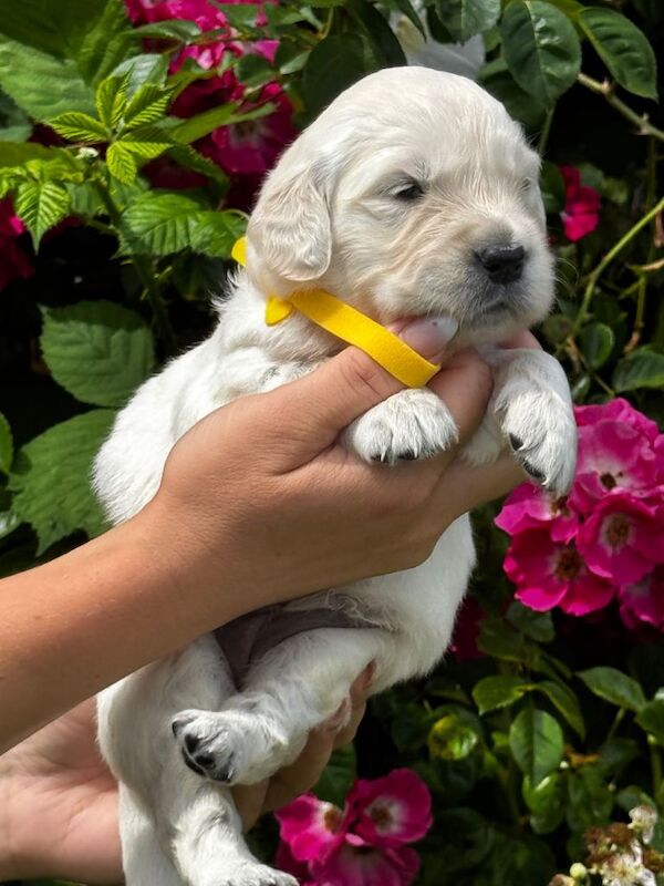 Kennel Club Registered Golden Retriever Puppies For Sale