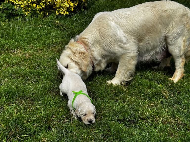 ⭐️ kc golden retrievers health tested ⭐️ - Image 2 of 6