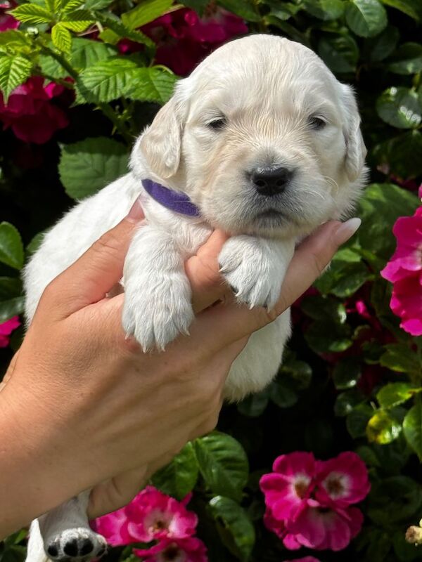 ⭐️ kc golden retrievers health tested ⭐️ - Image 3 of 6