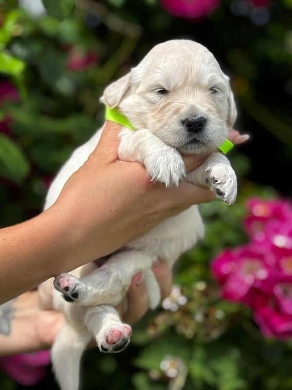 ⭐️ kc golden retrievers health tested ⭐️ - Image 6 of 6