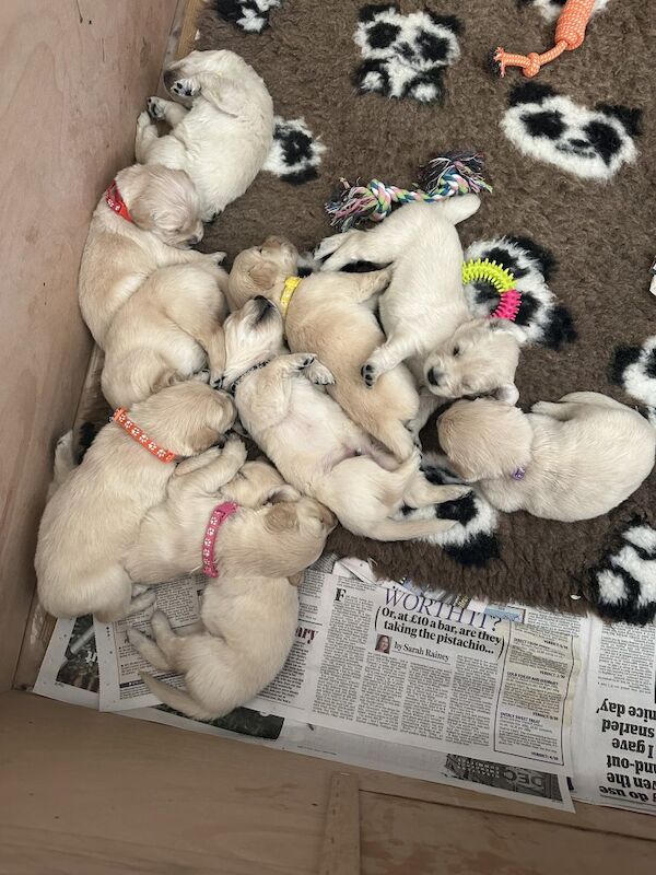 KC reg, fully health tested golden retriever puppies for sale in Glasgow, City of Glasgow