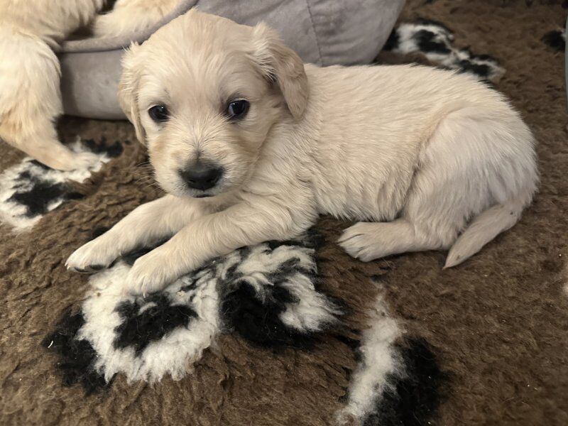 KC reg, fully health tested golden retriever puppies for sale in Glasgow, City of Glasgow | Image 2