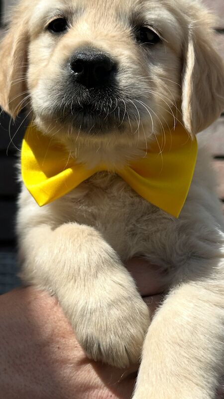 KC reg, fully health tested golden retriever puppies for sale in Glasgow, City of Glasgow | Image 4