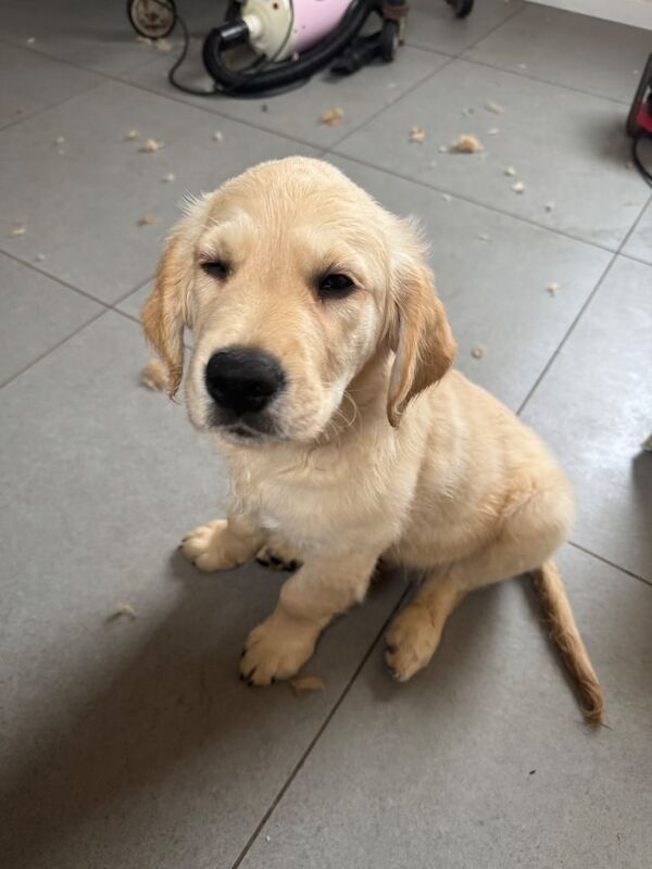 Golden Retriever puppies for sale in Carnoustie, Angus – KC registered, 11 months old - Image 1 of 3